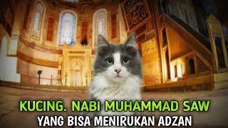 KISAH kucing kesayangan nabi muhammad saw