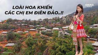 Ngôi Làng Biệt Lập Thu Hút Hàng Ngàn Người Đẹp Đua Nhanh Về Chụp Ảnh Vì Một Loài Hoa Lạ..!!