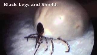 Engorged Deer Tick Ixodes scapularis,  how to identify the species