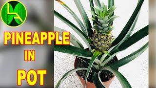 All about ornamental pineapple