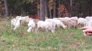 Greg Judy explains how to build a parasite resistant sheep flock