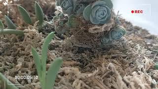 chinese dunclecup or Orostachys