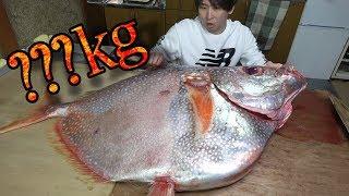 【お宝映像】赤く輝く巨大マンボウをさばいてさばいて。刺身にしてぺろり。お味が衝撃。Sashimi a huge sunfish