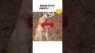 These dogs are so cute.#shorts #viralvideo #subscribe