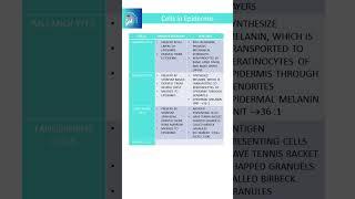 Cells of Epidermis, Rapid revision, #dermatology #skin  #neetpg #fmge #inicet  #next