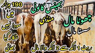 Bhains Colony Mandi Karachi Cattle Rates Update || 23 may 2025 || Cow Mandi 2025
