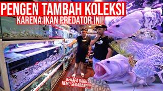 BIKIN NAMBAH KOLEKSI!!! IKAN PREDATOR MONSTER LANGKA GANAS DAN CANTIK GUYS!!!