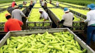 US Farmers Harvest Billions Of Pounds Of Fruits And Vegetables In 2023