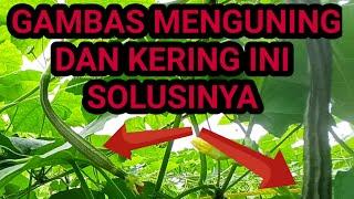 Penyebab Buah gambas menguning dan kering