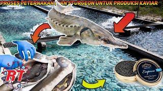 MODERN STURGEON FARMING PROCESS FOR PRODUCING EXPENSIVE CAVIAR EGGS HARVEST PROCESS