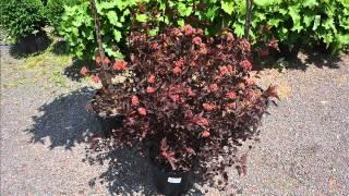 Great red Foliage of Ninebark