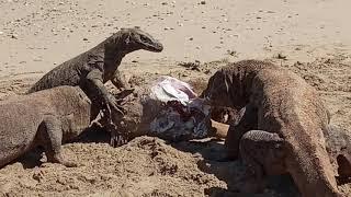 The strength of the Komodo dragon