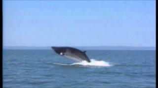 Whale Watching in Los Cabos, Mexico