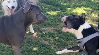 Bull Terrier/Pit Instigates Conflict at Dog Park; Cooler Heads Prevail