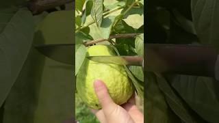 harvest giant guava #fruit #satisfying #summer #gardening