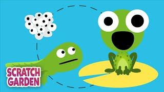 The Life Cycle Song | Science Songs | Scratch Garden