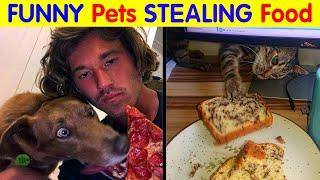 Hilarious Moments Of Pets Getting Busted Stealing Food - funny pets