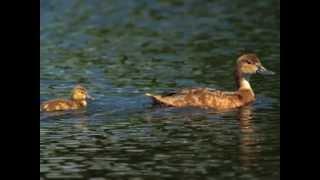 Redhead - Duck Species Profile