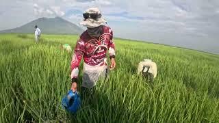 TINULUNGAN NATIN SILA MAG SPRAY NG PALAY SA SAPANG PUTOL