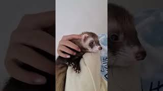 cuddle time with kiddo #shorts #yputubeshorts #ferretlife #frettchen #ferret #youtubeshort