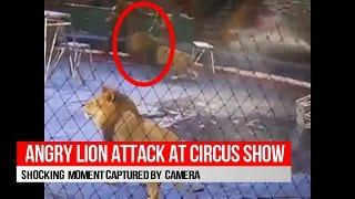 Teriffiying Moment Two Angry Lions Attack Man During Circus Show
