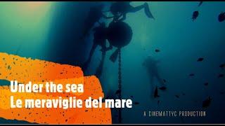 Under the sea - Le meraviglie del mare