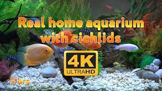 Real aquarium in 4K  Cichlids  3 hours