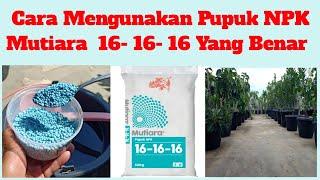 Manfaat dan Cara Mengunakan Pupuk NPK 16 16 16 Yang Benar dan tepat || Pupuk fase Pertumbuhan