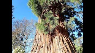 Big Trees! Sequoias