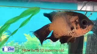 Big Oscar Fish (Veil tail Oscar)