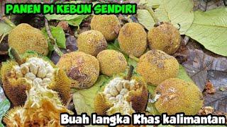 Panen Buah Khas kalimantan di kebun sendiri‼️ Tarap / Binturung Jenis Buah Tarap yang mulai Langka