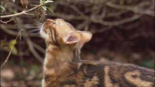 Lions and Domestic Cats - Painful Sex | Domestic Cats - Artificial Selection