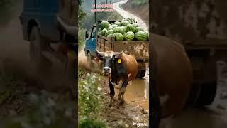 Ecological stocking, rural cattle grazing, rural life, funny videos, Boo absurd videos