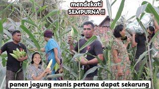 MENDEKATI SEMPURNA !! PANEN JAGUNG MANIS PERTAMA DAPAT SEKARUNG