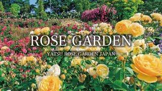 Beautiful Rose Garden Ambient ‘Yatsu Rose Garden’ Narashino City, Chiba, Japan｜4K Flower Garden