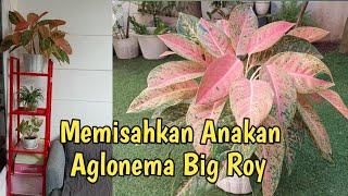 Cara Mudah Memisahkan Anakan Aglonema Big Roy di Teras Depan Rumah || Media Tanam Terbaik Aglonema