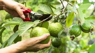 Guava Tree Pruning – How to Prune Guava Trees – How Do I Prune My Guava Tree – 10 Minute Videos