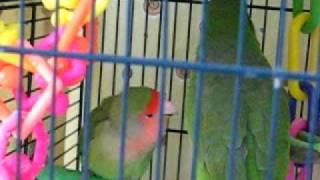 Pico the Quaker Parrot and Lovebird Having a Conversation