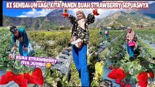 PANEN BUAH STRAWBERRY DI SEMBALUN, DI SINI LAGI MUSIMNYA