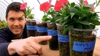 Rooting Petunia Cuttings and Comparing Fertilizer | Epsom Salt, Miracle-Gro, Mother Plant