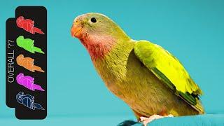 Princess Parrot, The Best Pet Parrot?