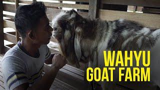 Wahyu Goat Farm - Kambing Mencecah Puluhan Ribu
