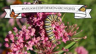 #MILKWEEDFORMONARCHS2022 :: What YOU Can Do to Help the Monarch Butterflies!