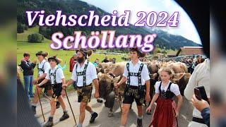  Viehscheid 2024 in Schöllang  | Traditional events in the Alps Allgäu #meinwanderlust