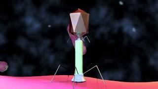 Bacteriophage T4 Virus - 3D Animation
