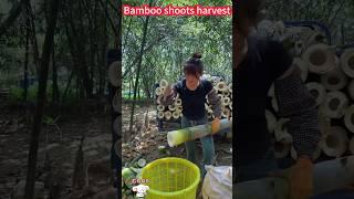 Fresh  bamboo shoots harvest, easy and labor-saving, a cut on the good鮮嫩好吃的竹筍收穫，輕鬆省力，一削就好了