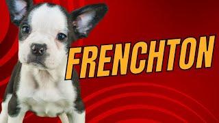 Frenchton - French Bulldog Boston Terrier Mix: Designer Dogs 101