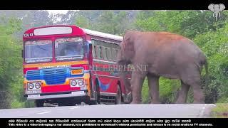 The ferocious elephant attacks the blue bus   The Elephant