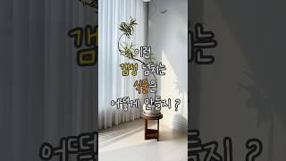 평범한 식물도 트렌디 하게!감성플랜테리어, 쉽게 따라해봐!  #식물키우기 #플랜테리어 #수형잡기 #식물인테리어 #화분 #planterior #plantdecor