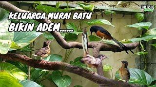 KELUARGA MURAI BATU DI KANDANG TERNAK | Episode 34